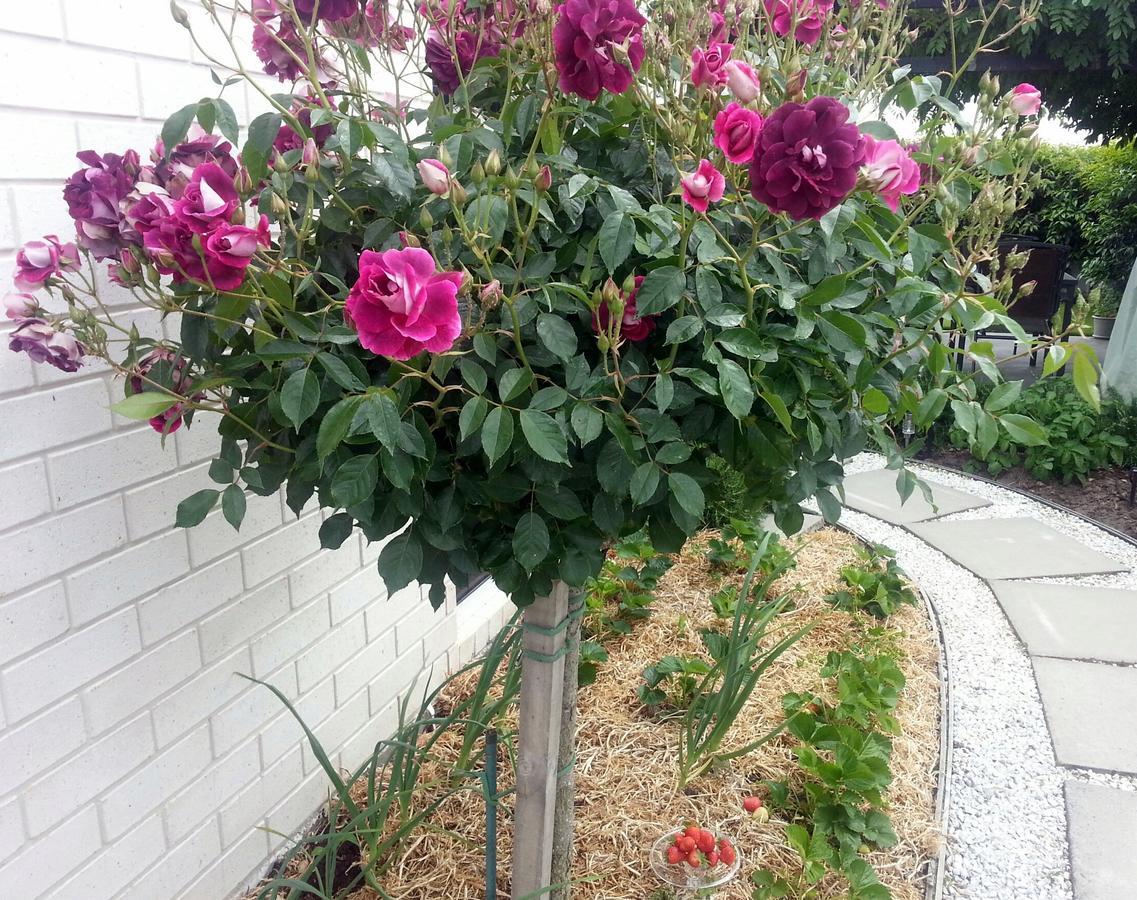 Courtenay B & B Kaiapoi Luaran gambar